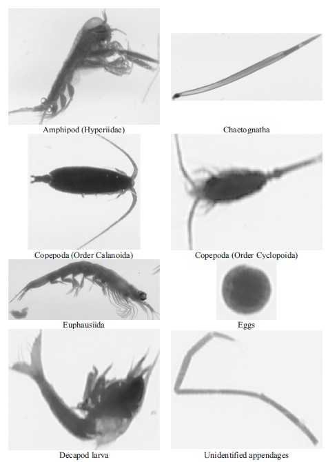 Foto del proyecto: Descubrimiento de conocimiento en imágenes médicas a partir de modelos de inteligencia artificial